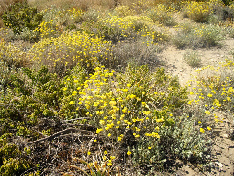 Helichrysum stoechas photo